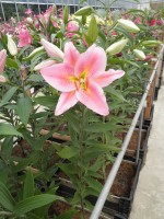 [1888 Bonnard VH No02.JPG]